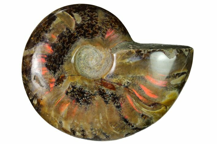 Red Flash Ammonite Fossil - Madagascar #151753